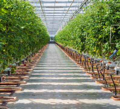 Wide corridor in a large Dutch greenhouse with tomato cultivation on hydroponics. Tomatoes are an important export product for Dutch growers.